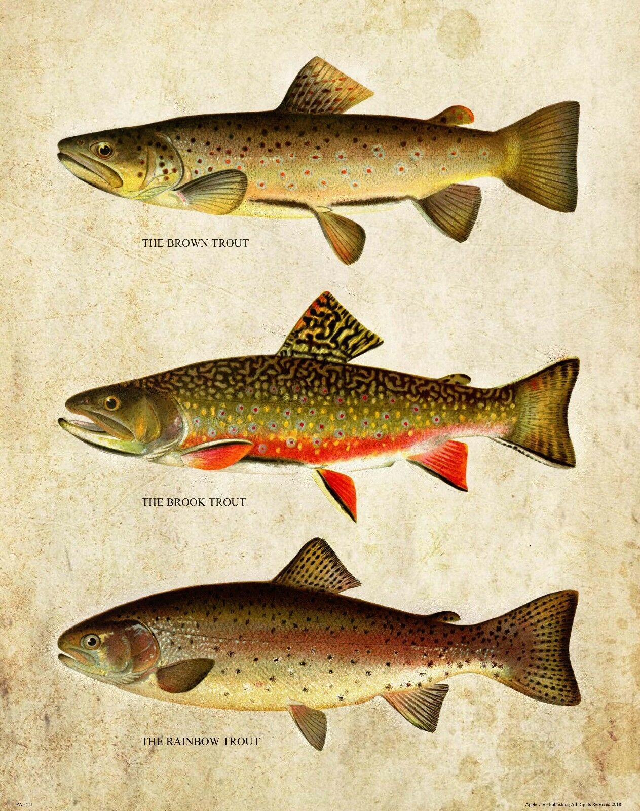 Vintage Trout Fly Fishing Art  - Aquarium Fish Poster 评论和价格