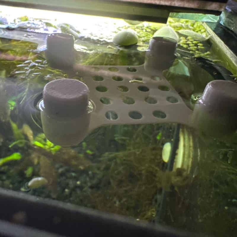 Betta Fish Rest Bed Suction Cu - Aquarium Fish Escape 评论和价格