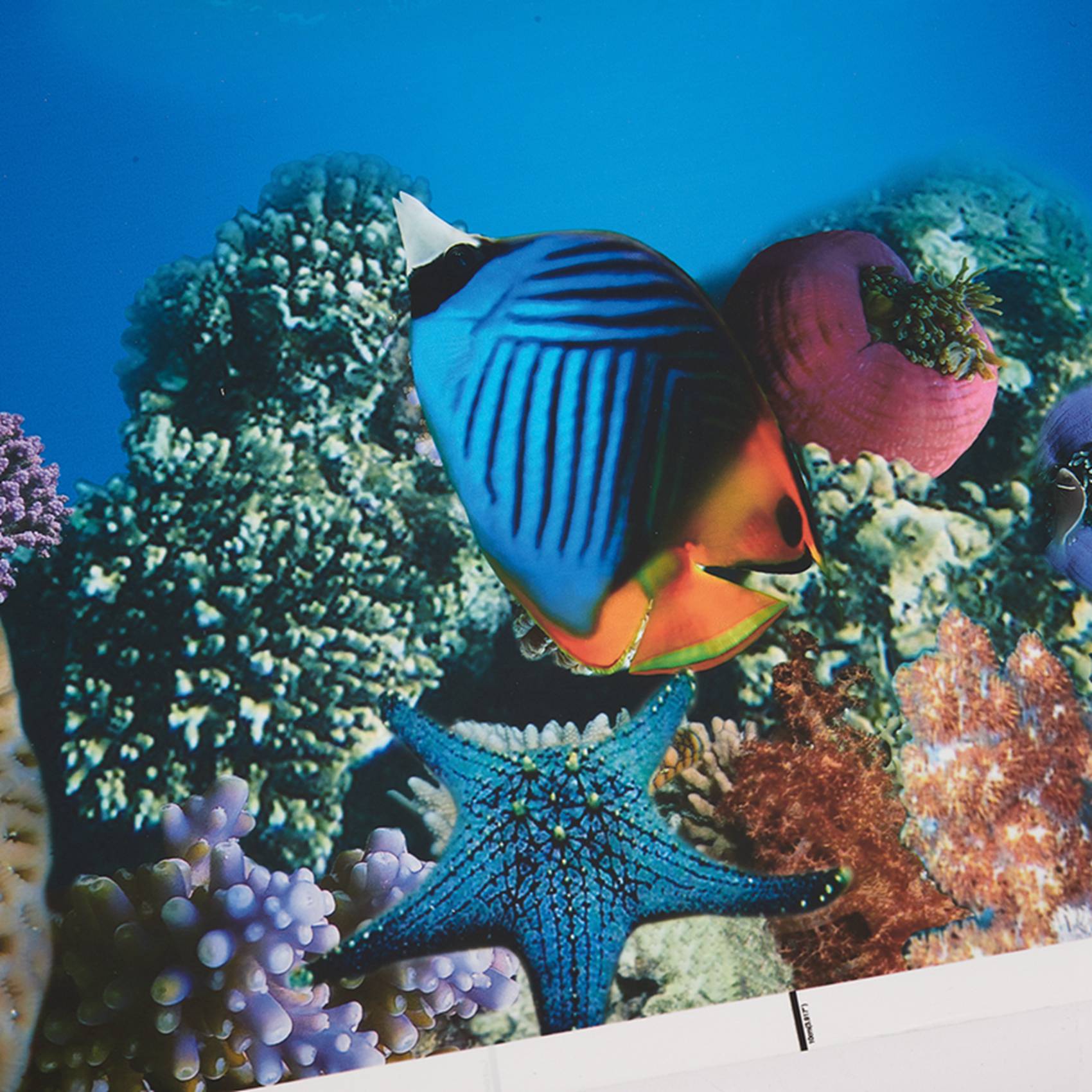 BAAU Aquarium Background Paper - Aquarium Fish Wallpaper Hd 评论和价格