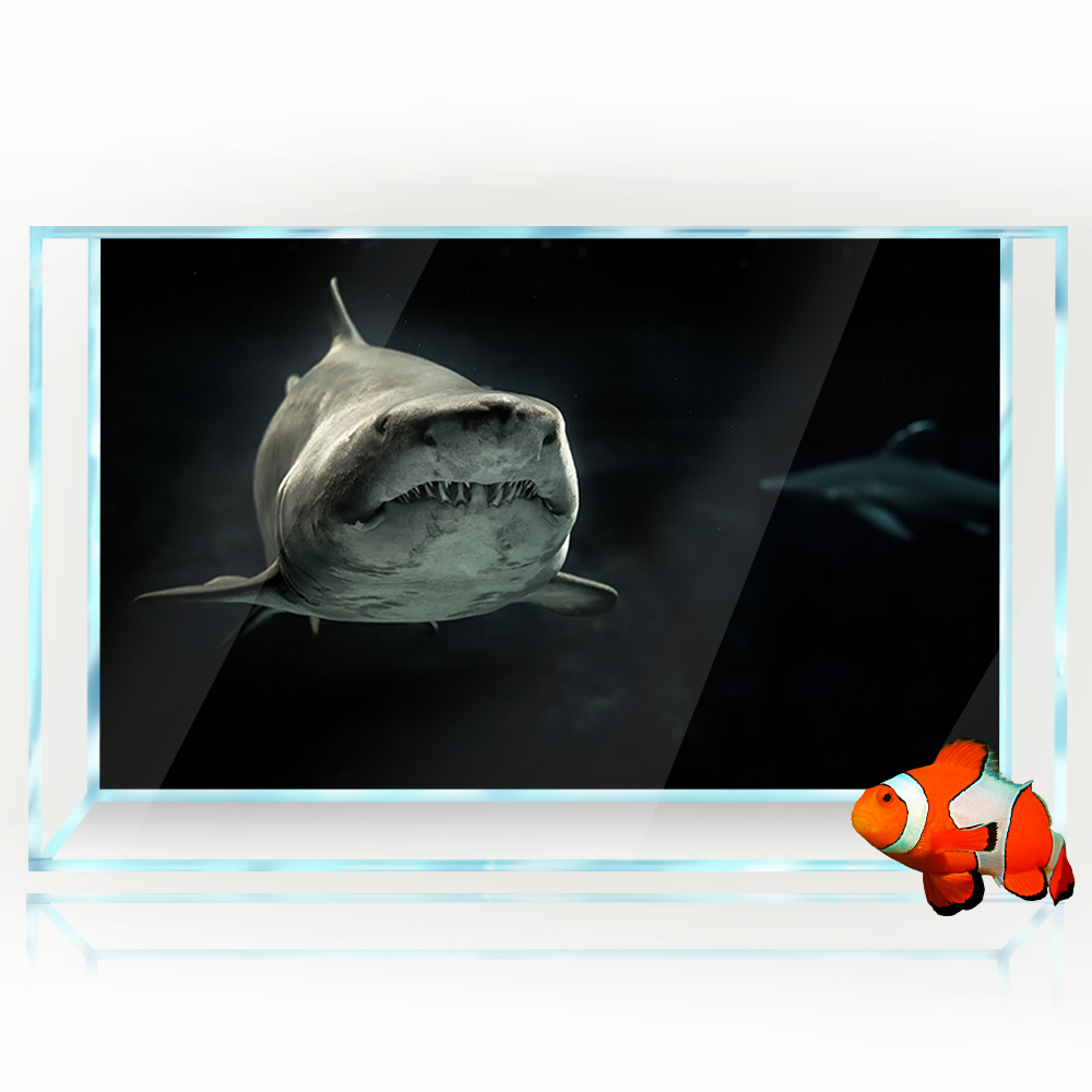 Aquarium Background 3D Shark B - Aquarium Fish Wallpaper Hd 评论和价格